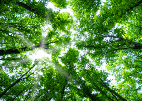 Looking up in forest