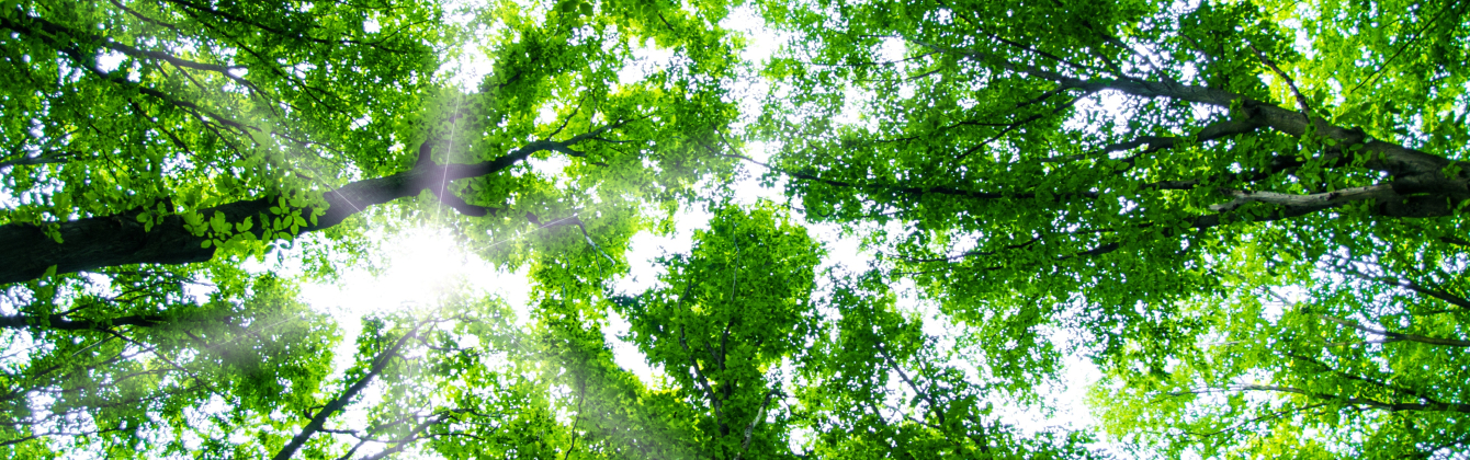Looking up in forest
