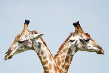 Two giraffes